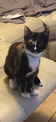 Lost Female Cat last seen Barwick Rd. Delray Beach, Delray Beach, FL 33445