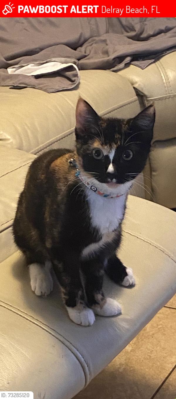 Lost Female Cat last seen Barwick Rd. Delray Beach, Delray Beach, FL 33445