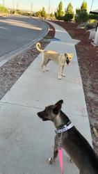Found/Stray Male Dog last seen Bentridge drive, El Paso, TX 79932