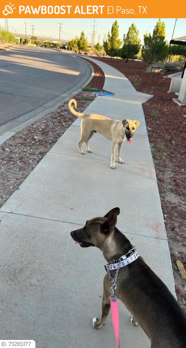 Found/Stray Male Dog last seen Bentridge drive, El Paso, TX 79932