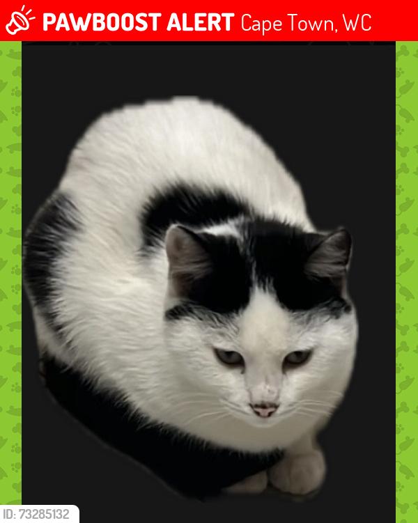 Lost Male Cat last seen Near Habibia Road Hatton est, Gatesville, Cape Town, WC 7766