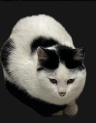 Lost Male Cat last seen Near Habibia Road Hatton est, Gatesville, Cape Town, WC 7766