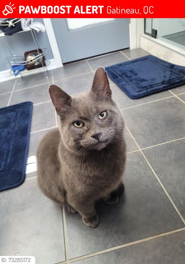 Lost Male Cat last seen Rue Davidson O, Gatineau, QC 