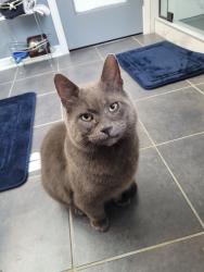 Lost Male Cat last seen Rue Davidson O, Gatineau, QC 