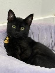 Reunited Male Cat last seen North L and Laurel, Lompoc, CA 93436