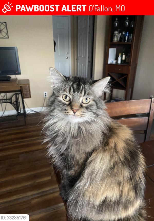 Lost Female Cat last seen Mistic Brook and red brook, O'Fallon, MO 63366