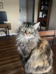 Lost Female Cat last seen Mistic Brook and red brook, O'Fallon, MO 63366