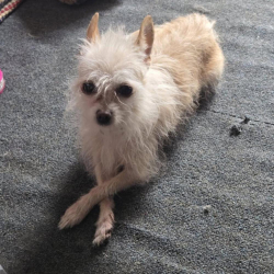 Lost Female Dog last seen Near the apmt Buildings on 86th and Euclid/Bennett, Chicago, IL 60617