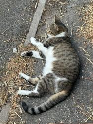 Found/Stray Female Cat last seen Lidl Beckton, Greater London, England E6 5YN