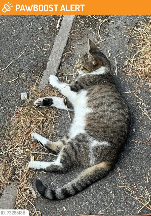 Found/Stray Female Cat last seen Lidl Beckton, Greater London, England E6 5YN