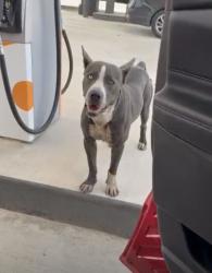 Lost Male Dog last seen Fairbanks N Houston Rd, Houston, TX 77086