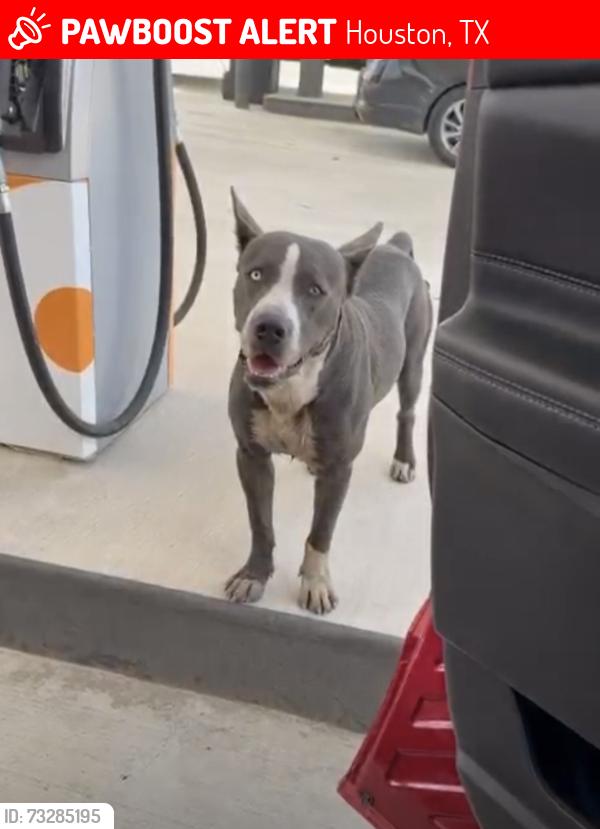 Lost Male Dog last seen Fairbanks N Houston Rd, Houston, TX 77086