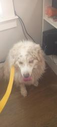 Found/Stray Unknown Dog last seen N M and San Jaoquin, Tulare, CA 93274