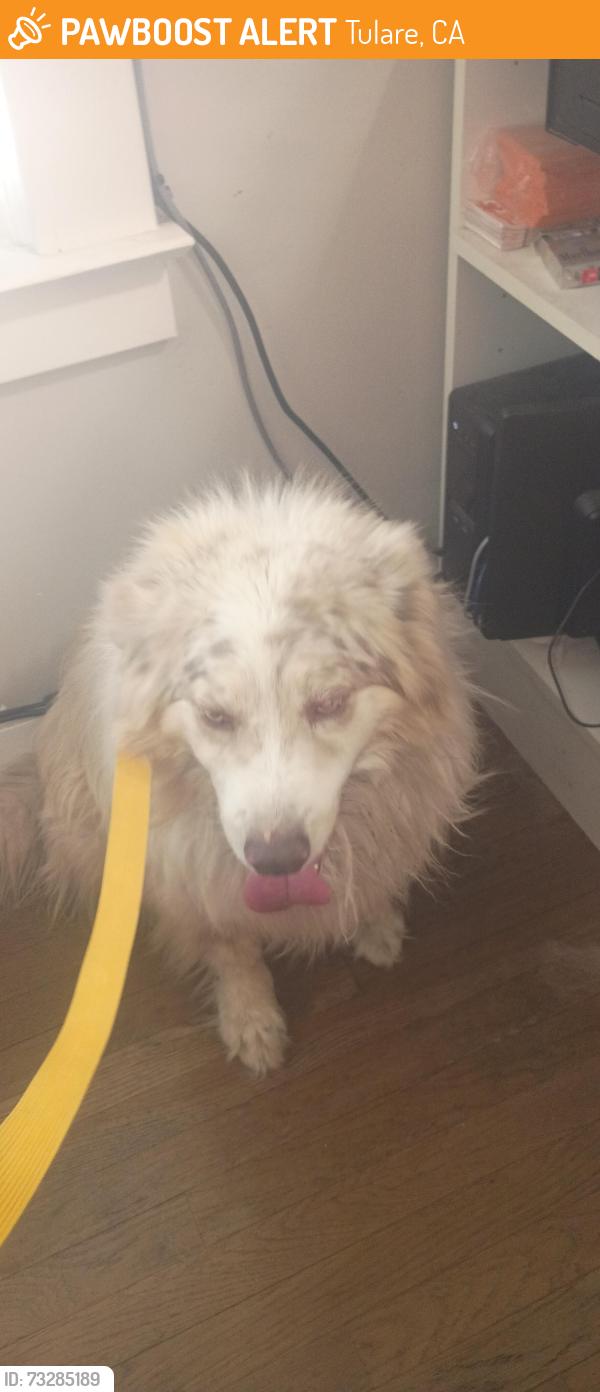 Found/Stray Unknown Dog last seen N M and San Jaoquin, Tulare, CA 93274