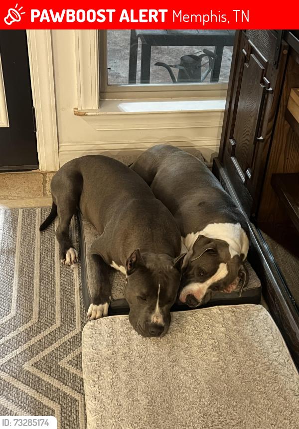 Lost Male Dog last seen Woodland trace ln Cordova, Memphis, TN 38018