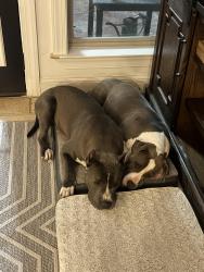 Lost Male Dog last seen Woodland trace ln Cordova, Memphis, TN 38018