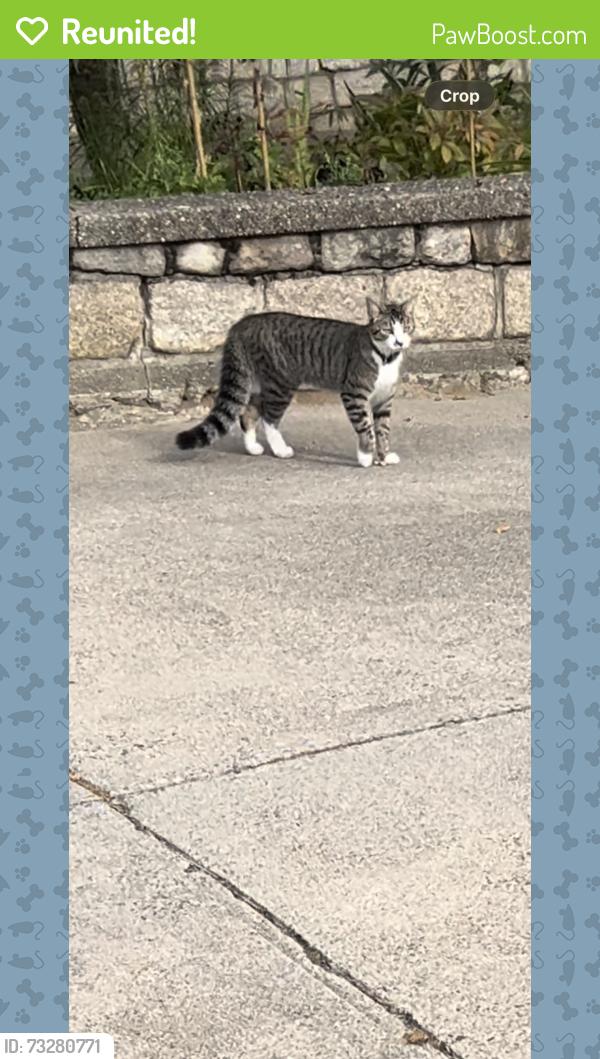 Reunited Male Cat last seen Veterans memorial park, around arrow st and hunt st., Central Falls, RI 02863