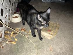 Found/Stray Unknown Cat last seen Corner of Bellvue Dr and Rockdale Rd, Fort Worth, TX 76134