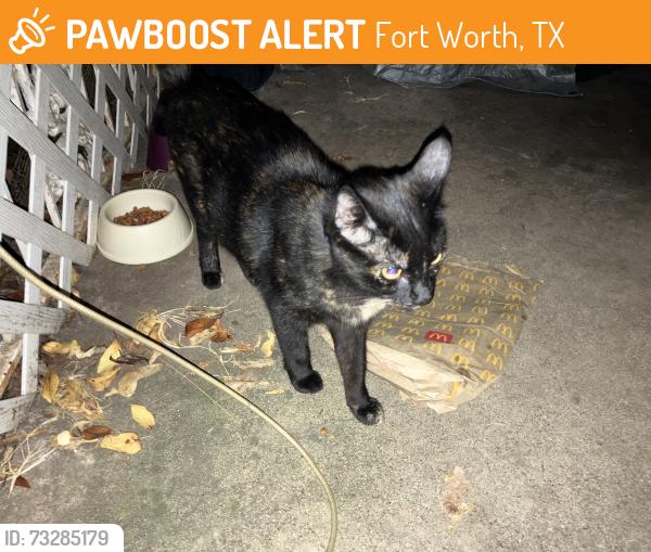 Found/Stray Unknown Cat last seen Corner of Bellvue Dr and Rockdale Rd, Fort Worth, TX 76134