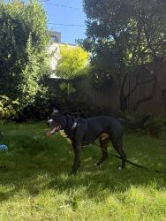 Found/Stray Male Dog last seen Ravenna Park ravine, Seattle, WA 98105