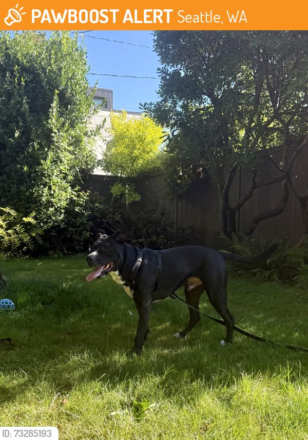 Found/Stray Male Dog last seen Ravenna Park ravine, Seattle, WA 98105
