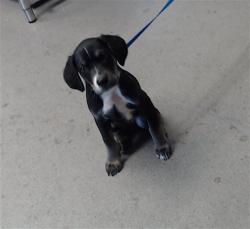 Shelter Stray Male Dog last seen 16TH ST@MISSION, 1419 Bryant St, San Francisco, CA 94103, USA
