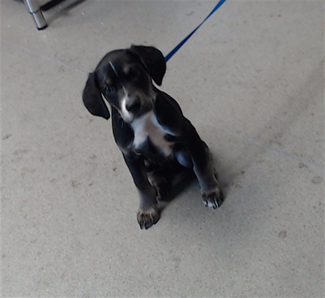 Shelter Stray Male Dog last seen 16TH ST@MISSION, 1419 Bryant St, San Francisco, CA 94103, USA