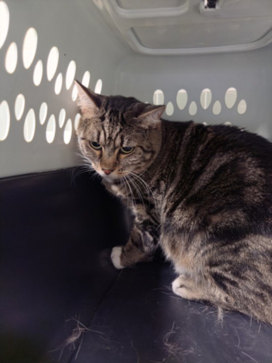 Shelter Stray Male Cat last seen , 14409 Vanowen St, Van Nuys, CA 91405, USA