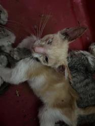 Shelter Stray Male Cat last seen SIXMILE DR, 4710 TX-151, San Antonio, TX 78227, USA