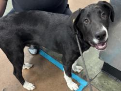 Shelter Stray Male Dog last seen , West Valley Animal Shelter, 20655 Plummer St, Chatsworth, CA 91311, USA