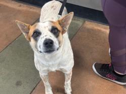 Shelter Stray Male Dog last seen , West Valley Animal Shelter, 20655 Plummer St, Chatsworth, CA 91311, USA