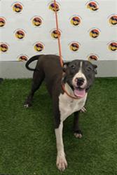 Shelter Stray Male Dog last seen OWENS DR & BAY AVE, 19640 Dogpatch Ln, Land O' Lakes, FL 34638, USA