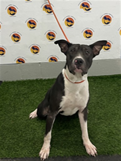 Shelter Stray Female Dog last seen OWENS DR & BAY AVE, 19640 Dogpatch Ln, Land O' Lakes, FL 34638, USA