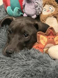 Shelter Stray Female Dog last seen BURLINGTON AC, 221 Stone Quarry Rd, Burlington, NC 27217, USA