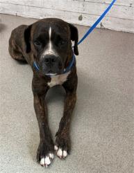 Shelter Stray Female Dog last seen CYPRESS X OLD SPRING, 333 Chandler Pl, San Bernardino, CA 92408, USA