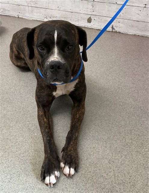 Shelter Stray Female Dog last seen CYPRESS X OLD SPRING, 333 Chandler Pl, San Bernardino, CA 92408, USA