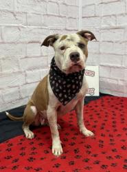 Shelter Stray Female Dog last seen Near BLOCK LYNDON ST, DETROIT, MI 48223, 7401 Chrysler Dr, Detroit, MI 48211, USA