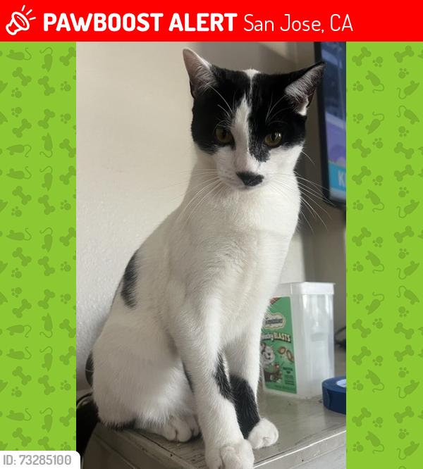 Lost Male Cat last seen Blossom Hill Road, San Jose, CA 95123