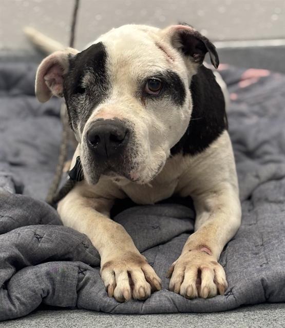 Shelter Stray Male Dog last seen Near, 2600 S Harding St, Indianapolis, IN 46221, USA