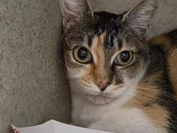 Shelter Stray Female Cat last seen Near BLOCK S 160TH ST, SEATAC WA 98188, 21615 64th Ave S, Kent, WA 98032, USA