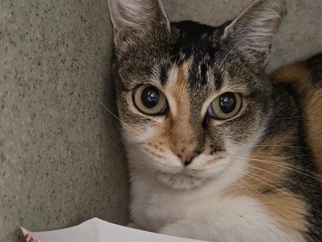 Shelter Stray Female Cat last seen Near BLOCK S 160TH ST, SEATAC WA 98188, 21615 64th Ave S, Kent, WA 98032, USA