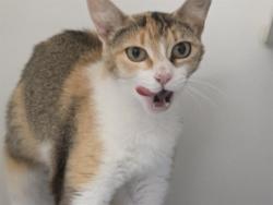 Shelter Stray Female Cat last seen Near BLOCK S 160TH ST, SEATAC WA 98188, 21615 64th Ave S, Kent, WA 98032, USA