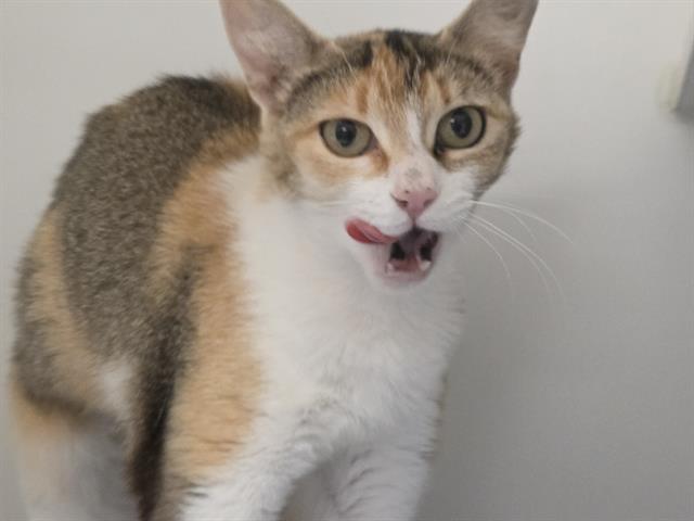 Shelter Stray Female Cat last seen Near BLOCK S 160TH ST, SEATAC WA 98188, 21615 64th Ave S, Kent, WA 98032, USA