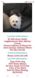 Lost Female Dog last seen W 10 and girl school rd, Indianapolis, IN 46214