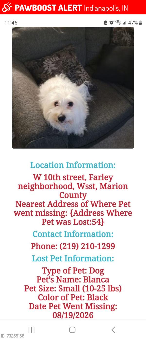 Lost Female Dog last seen W 10 and girl school rd, Indianapolis, IN 46214