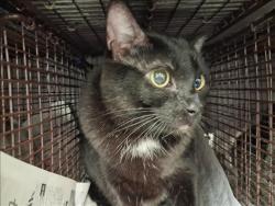 Shelter Stray Male Cat last seen , 1850 W 60th St, Los Angeles, CA 90047, USA