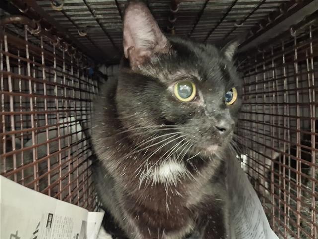 Shelter Stray Male Cat last seen , 1850 W 60th St, Los Angeles, CA 90047, USA