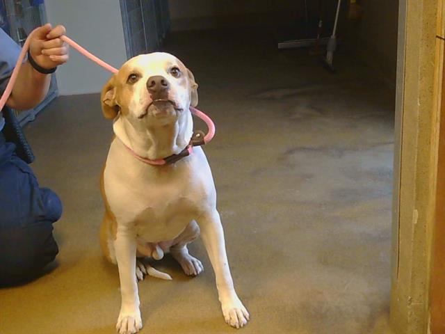 Shelter Stray Male Dog last seen FAIR OAKS/ OAK AV 95610, 3839 Bradshaw Rd, Sacramento, CA 95827, USA