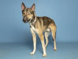Shelter Stray Male Dog last seen YUMA / WATSON, 5501 E Van Buren St, Phoenix, AZ 85008, USA