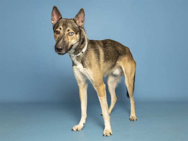 Shelter Stray Male Dog last seen YUMA / WATSON, 5501 E Van Buren St, Phoenix, AZ 85008, USA
